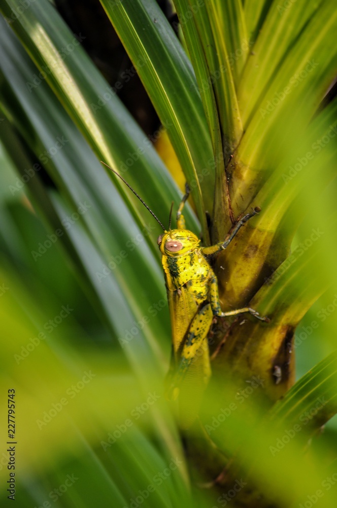 grasshopper on green leaf grasshopper on green leaf