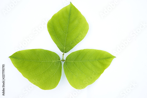 Isolated green leave on white background