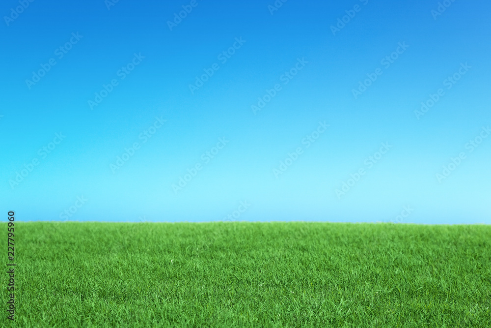 Obraz premium green field and blue sky