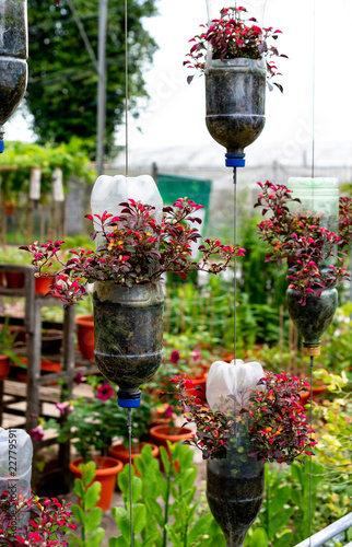 recycle plastic bottles as flower pots