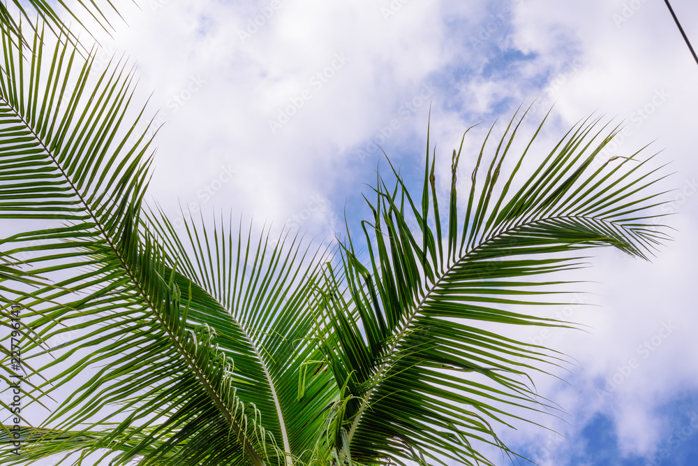 Obraz premium Coconut trees against blue sky. Palm trees at tropical coast.