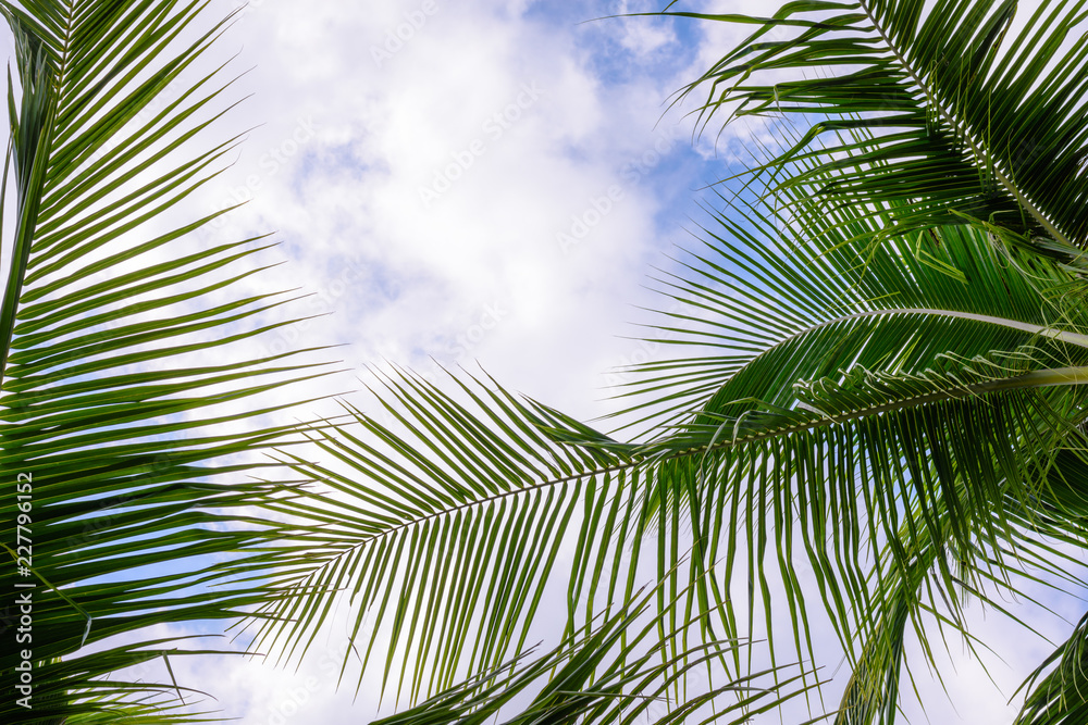 Coconut trees against blue sky. Palm trees at tropical coast.