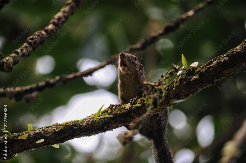 squirrel on tree