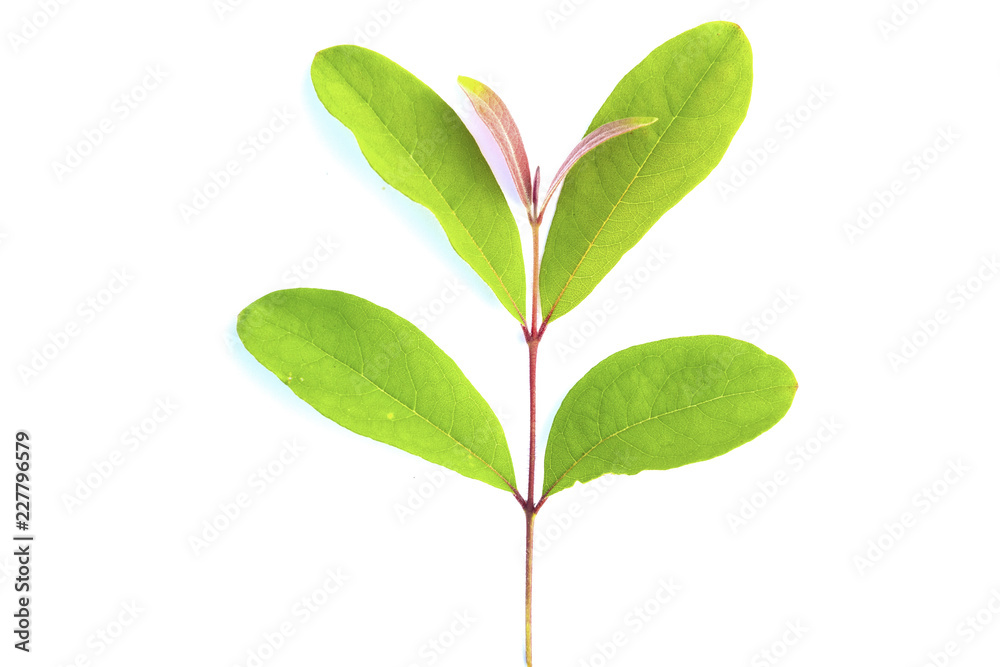 Fototapeta premium Isolated green leave on white background