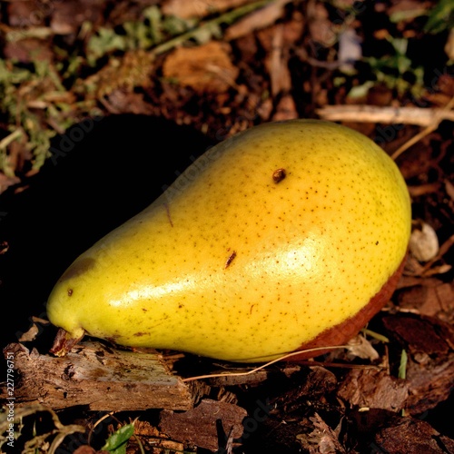 gefallene überreife birne