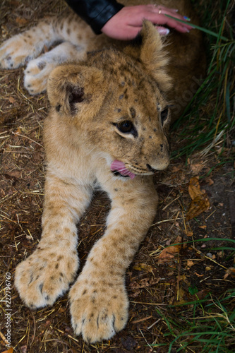 Fototapeta Naklejka Na Ścianę i Meble -  the little cub stroking a woman's hand