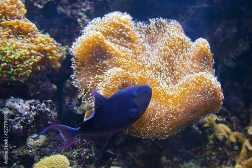 Colorful tropical fish under water