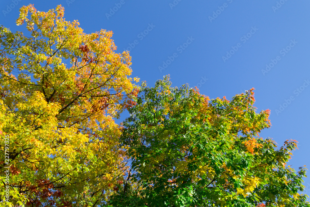 Autumn landscape. Background of autumn trees in the park with colorful red and yellow foliage. Autumn landscape. Background of autumn trees in the park with colorful red and yellow foliage.