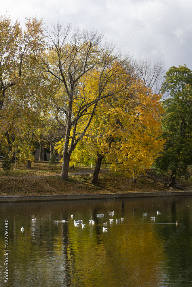 Fototapeta premium L'automne au parc
