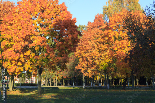 Autumn landscape. Background of autumn trees in the park with colorful red and yellow foliage.
