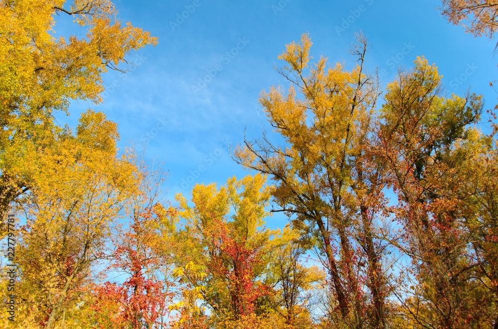 Autumn yellow trees against a blue sky. Autumn landscape, autumn colors