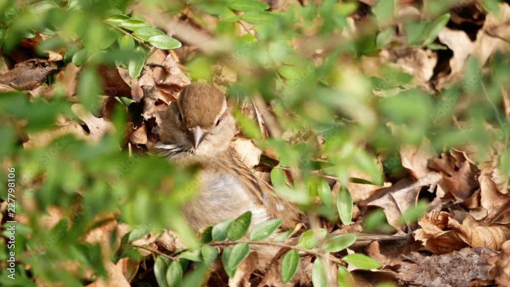 Seen through a shrub: Cute female house sparrow cleaning/drying herself. Seen through a shrub: Cute female house sparrow cleaning/drying herself.
