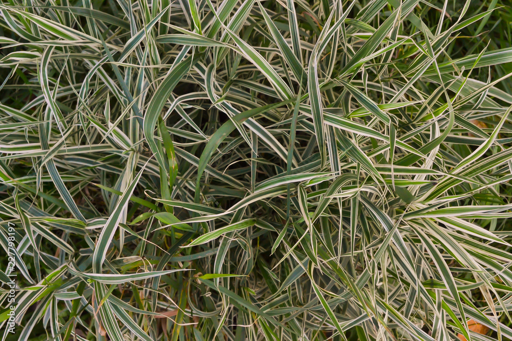 textured bush of green grass with white stripes top view