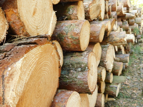 Photo of felled tree trunks lying next to a forest path in the background of an early autumn forest. Visible wood grain in trunks.