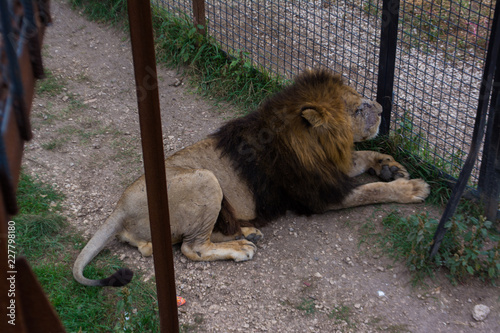 Fototapeta Naklejka Na Ścianę i Meble -  Lion in a cage stands on the grass