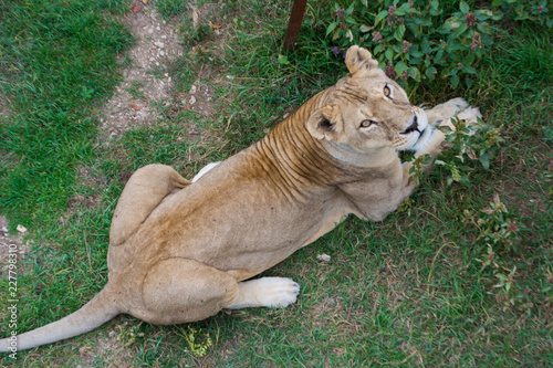 Fototapeta Naklejka Na Ścianę i Meble -  Resting lioness lying on the grass