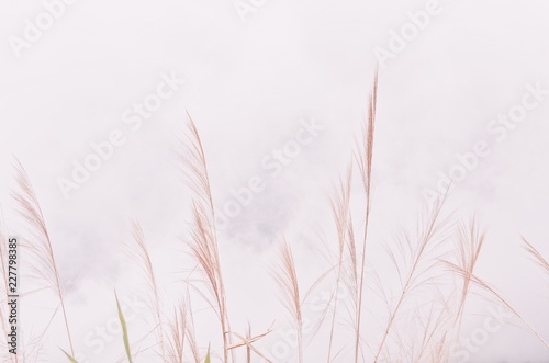 flower grass in rainy season with fog and steam