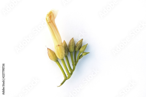 Isolated green leave on white background