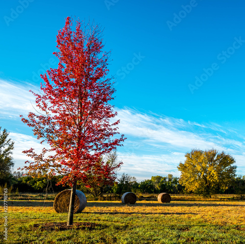 red maple tree with hay bales