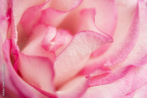 Soft floral pink abstract background. Macro blur flower. Pink rose.