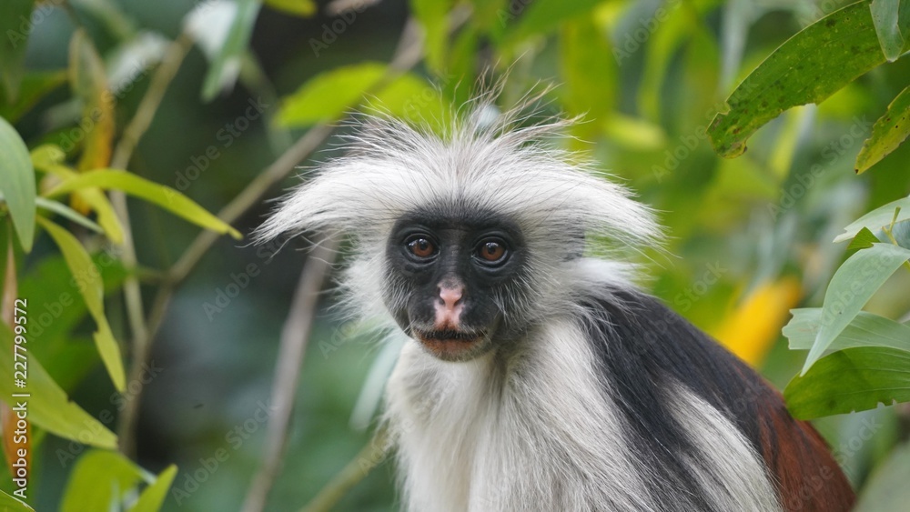 Fototapeta premium Signe, Forêt de Jozani, Zanzibar