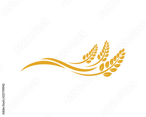 Vector Growing Plant Agriculture wheat Grain Sign Symbol Icon Logo Template Design Inspiration photo