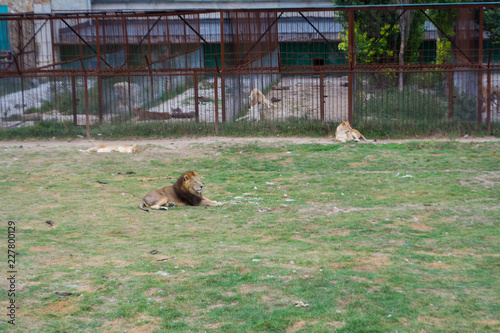 Fototapeta Naklejka Na Ścianę i Meble -  Lion in a cage stands on the grass