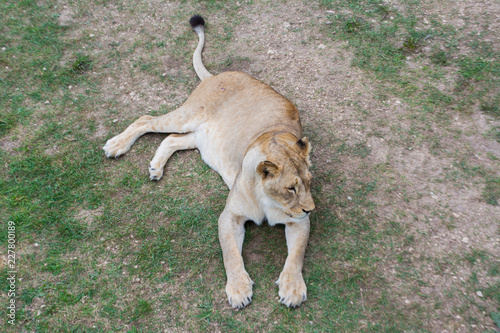 Fototapeta Naklejka Na Ścianę i Meble -  Resting lioness lying on the grass