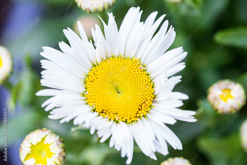 Fototapeta premium Daisy