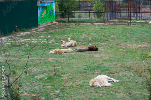 Fototapeta Naklejka Na Ścianę i Meble -  Four lions lie on the grass and rest