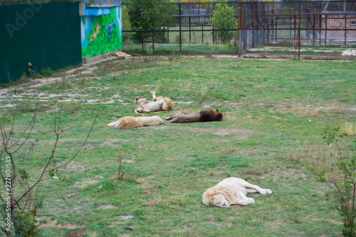 Fototapeta Naklejka Na Ścianę i Meble -  Four lions lie on the grass and rest