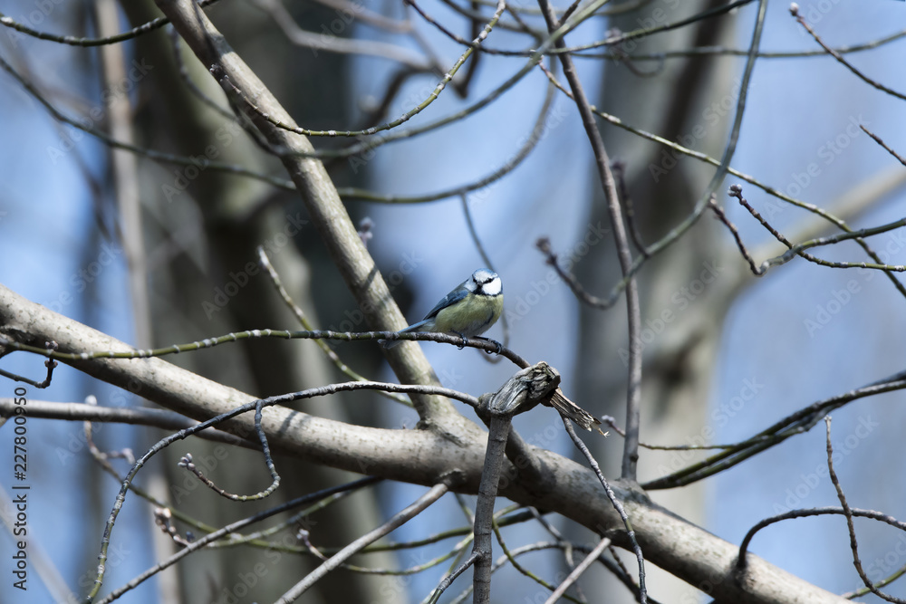 The Eurasian blue tit (Cyanistes caeruleus). A small passerine bird. Nature background. Yellow and blue bird The Eurasian blue tit (Cyanistes caeruleus). A small passerine bird. Nature background. Yellow and blue bird
