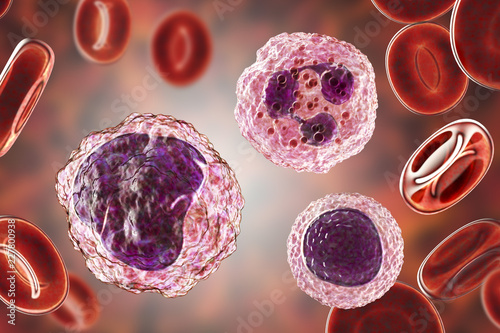 Monocyte (left), lymphocyte (bottom right) and neutrophil (upper right) surrounded by red blood cells, 3D illustration photo
