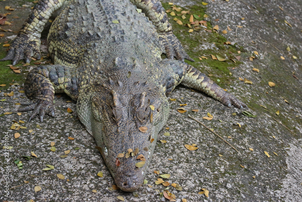 Obraz premium sleeping thai crocodile lie down near natural pond.
