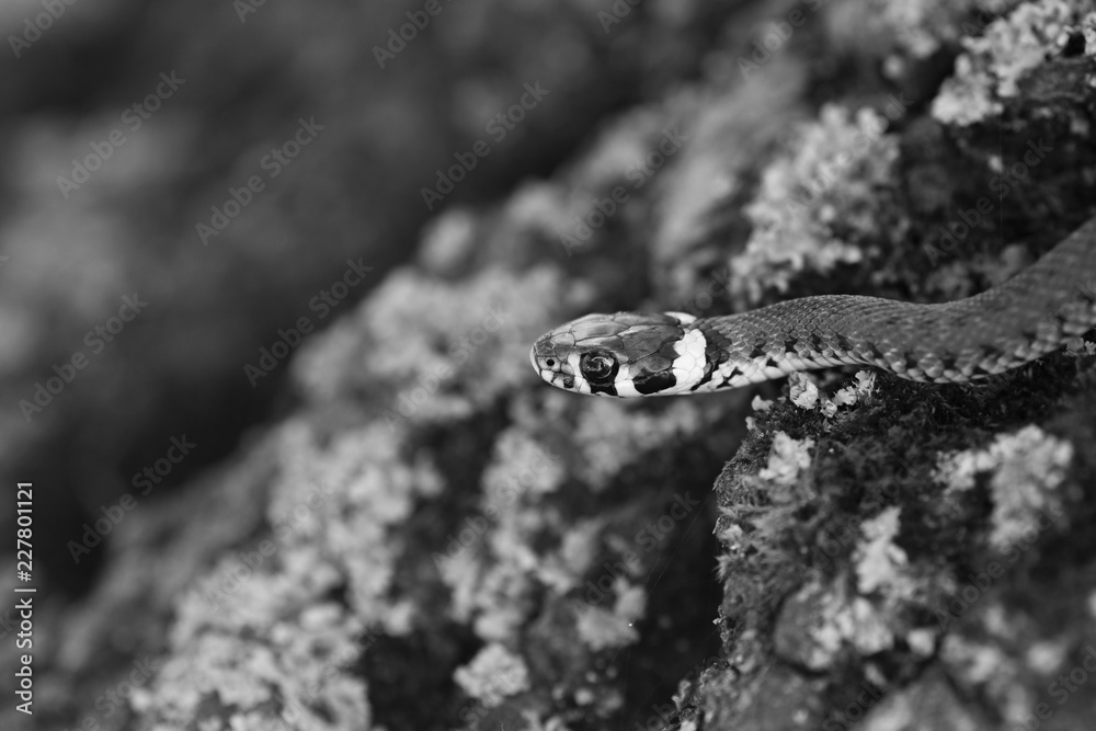The grass snake (Natrix natrix). Ringed snake or water snake. Young