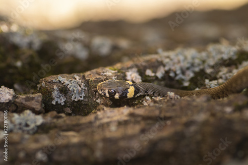 The grass snake (Natrix natrix). Ringed snake or water snake. Young little snake. Snake with yellow spots
