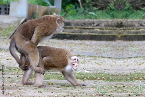 Two thai red face monkeys making love for mating at outdoor park.