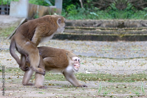 Slika na platnu Two thai red face monkeys making love for mating at outdoor park.