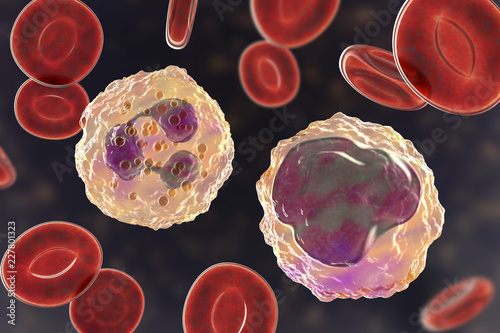 Monocyte (right) and neutrophil (left) surrounded by red blood cells, 3D illustration photo