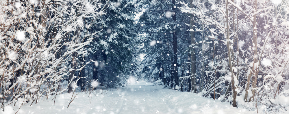 winter panorama on the road through coniferous forest winter panorama on the road through coniferous forest