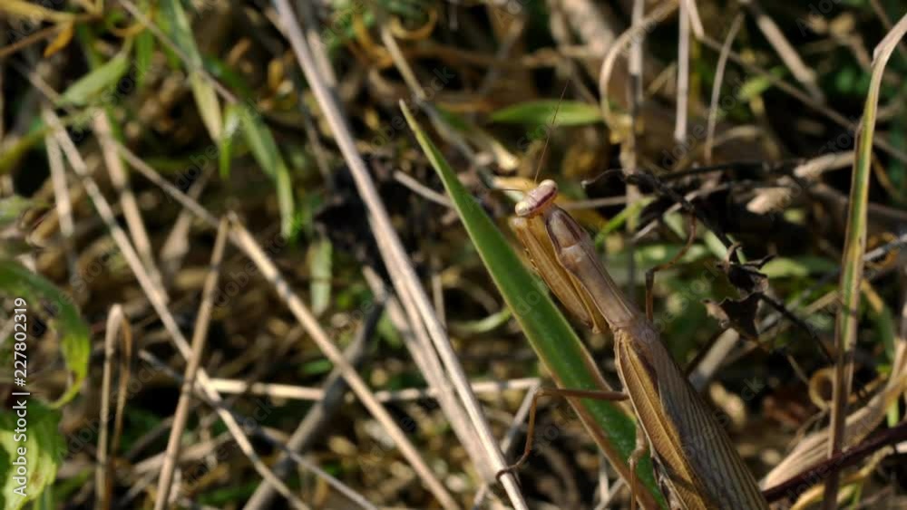 European Mantis (Mantis religiosa) in the dry grass - (4K) European Mantis (Mantis religiosa) in the dry grass - (4K)