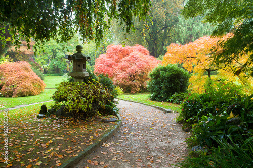 Autumn. Yellow and  orange  leaves.  Japanese Maple.  Japanese garden. Leverkusen