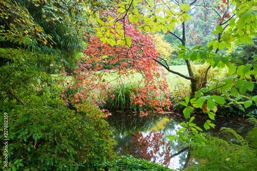 Autumn. Yellow and  orange  leaves.  Japanese Maple.  Japanese garden. Leverkusen