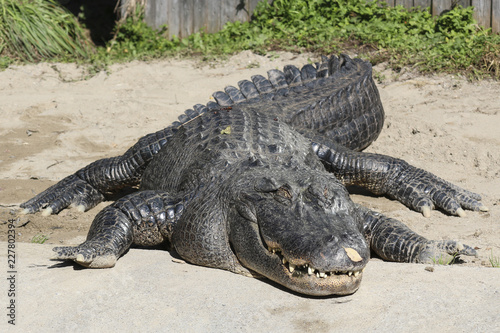 Alligator sleeping