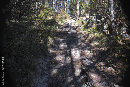 Murais de parede a small path with wooden stairs in the forest