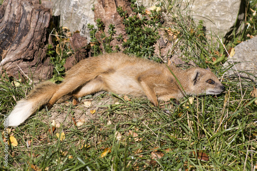 Fox mongoose lying in the grass photo