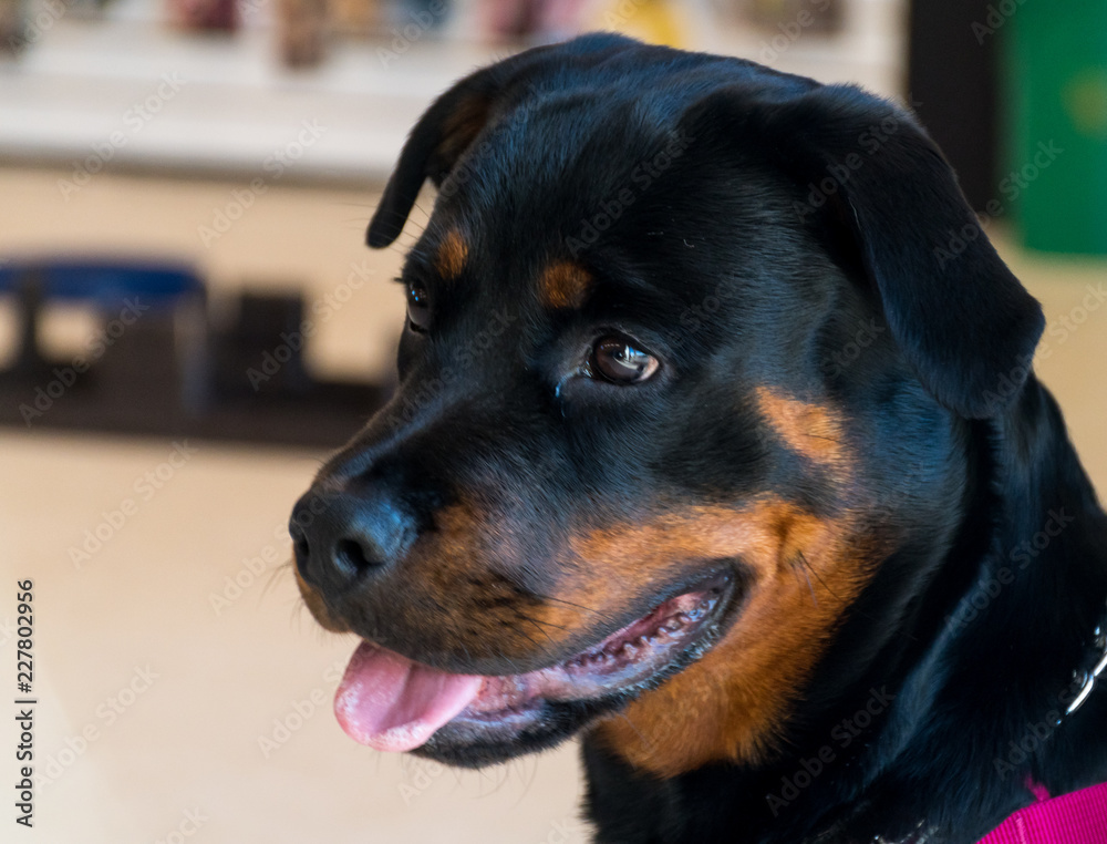 happy rottweiler poppy portrait