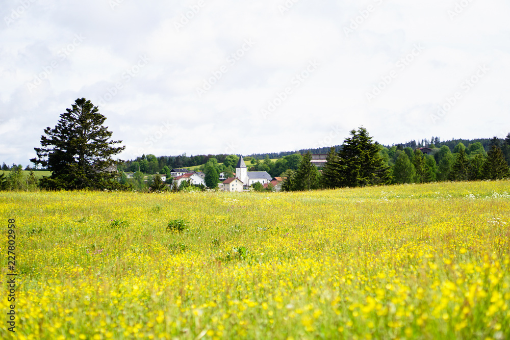 Village avec son église au milieu de sapins situés à l'arrière plan d'un champ de fleurs à dominantes jaunes et vertes