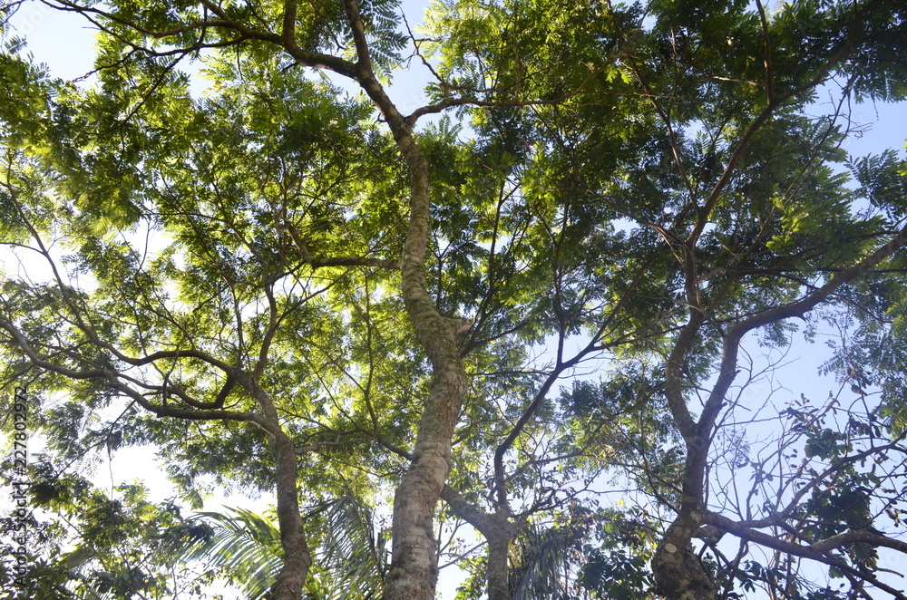 Obraz premium tree in the sky