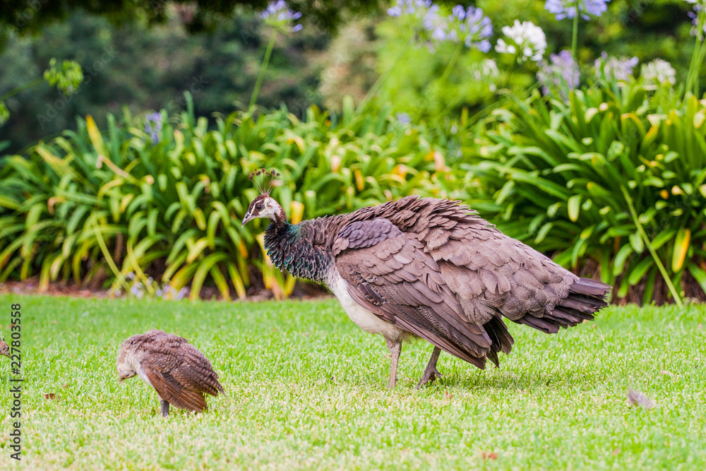 Fototapeta premium female peacock and baby